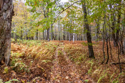 November 18, 2023, two hunters were ticketed for illegal activity in the Delaware Wild Forest near colchester, ny. 