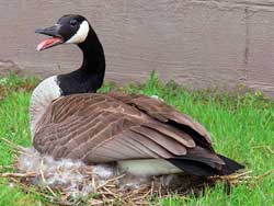 killing of canadian geese in new york state