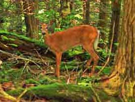 bow season and small game hunting season starts in the catskill mountains