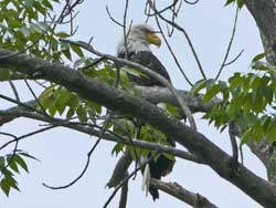 bald eagle released in Schohaire county
