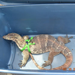 On may 11, 2023 DEC officers confiscated a monitor lizard from a seller in Sullivan County